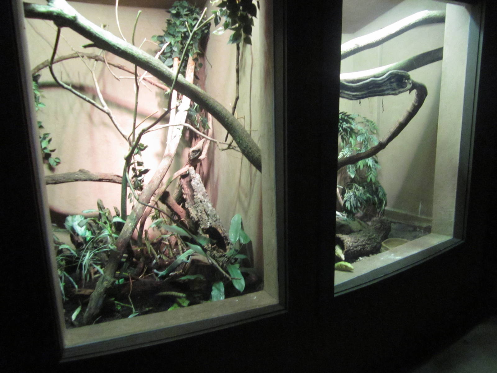 Feb. 2012-Dragons! exhibits