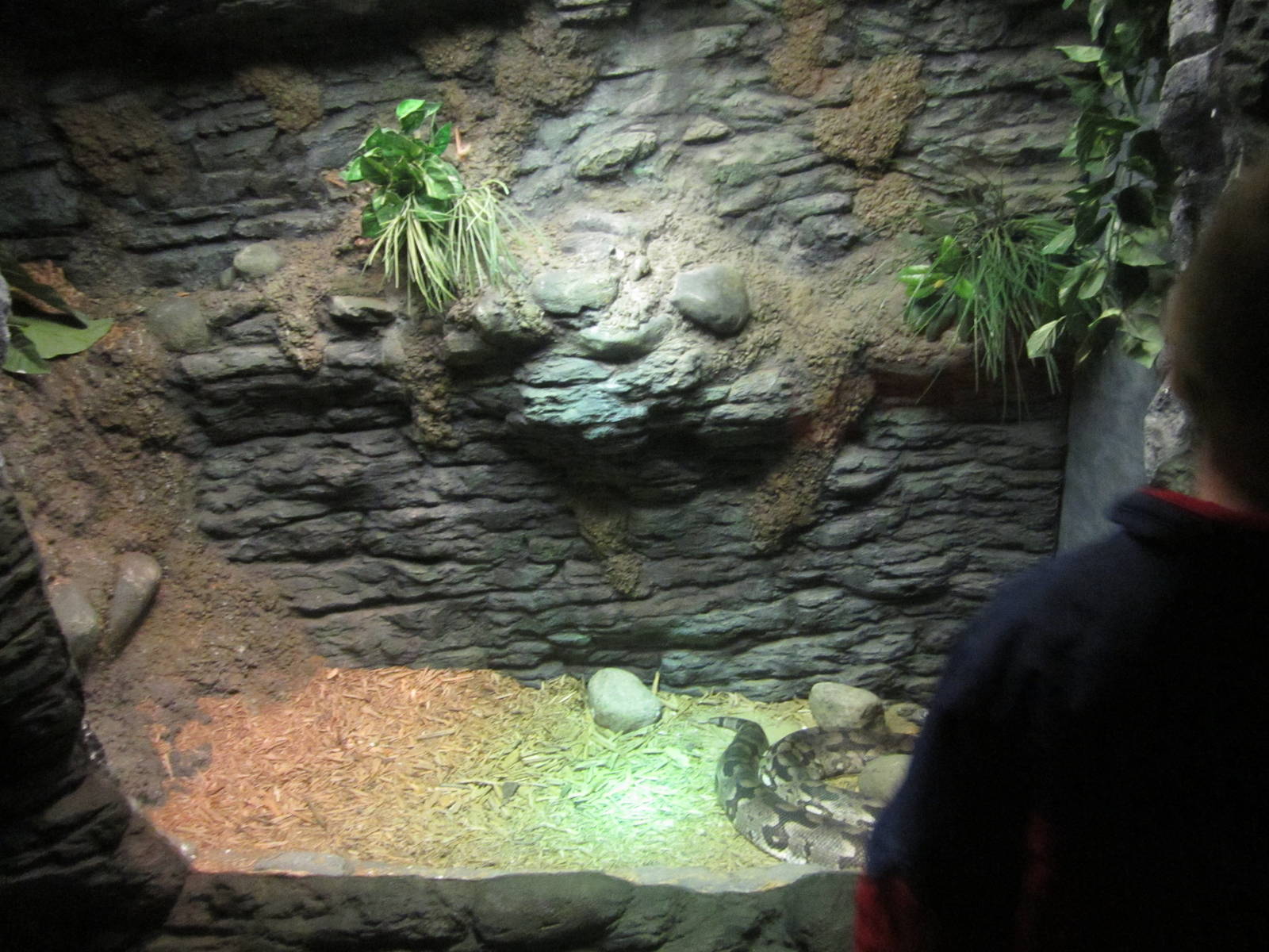 Feb. 2012-Dumeril's Ground boa exhibit