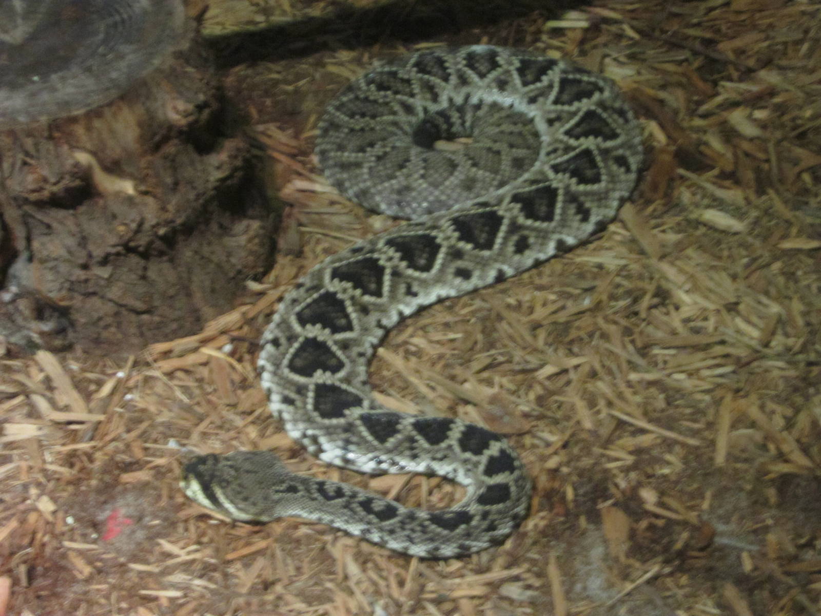 Feb. 2012-Eastern Diamondback Rattlesnake