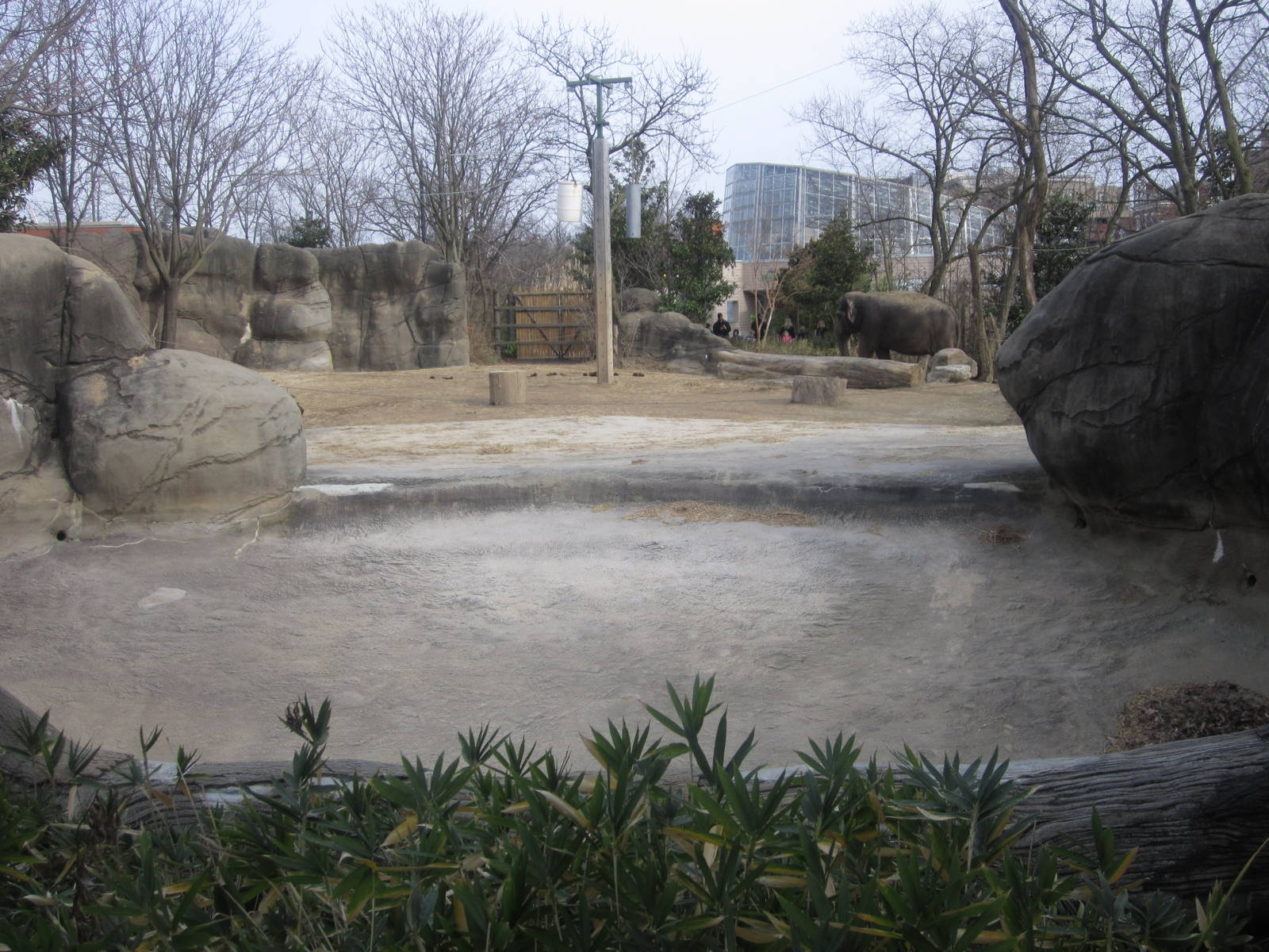 Feb. 2012-Elephant Reserve-Cow yard