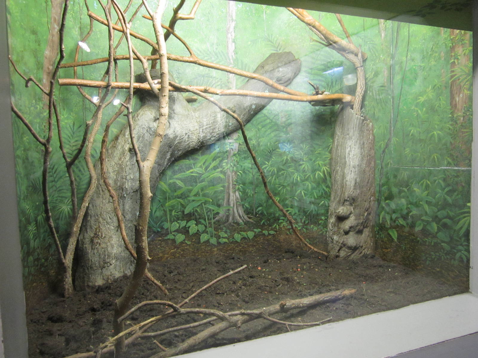 Feb. 2012-Emperor Tamarin exhibit
