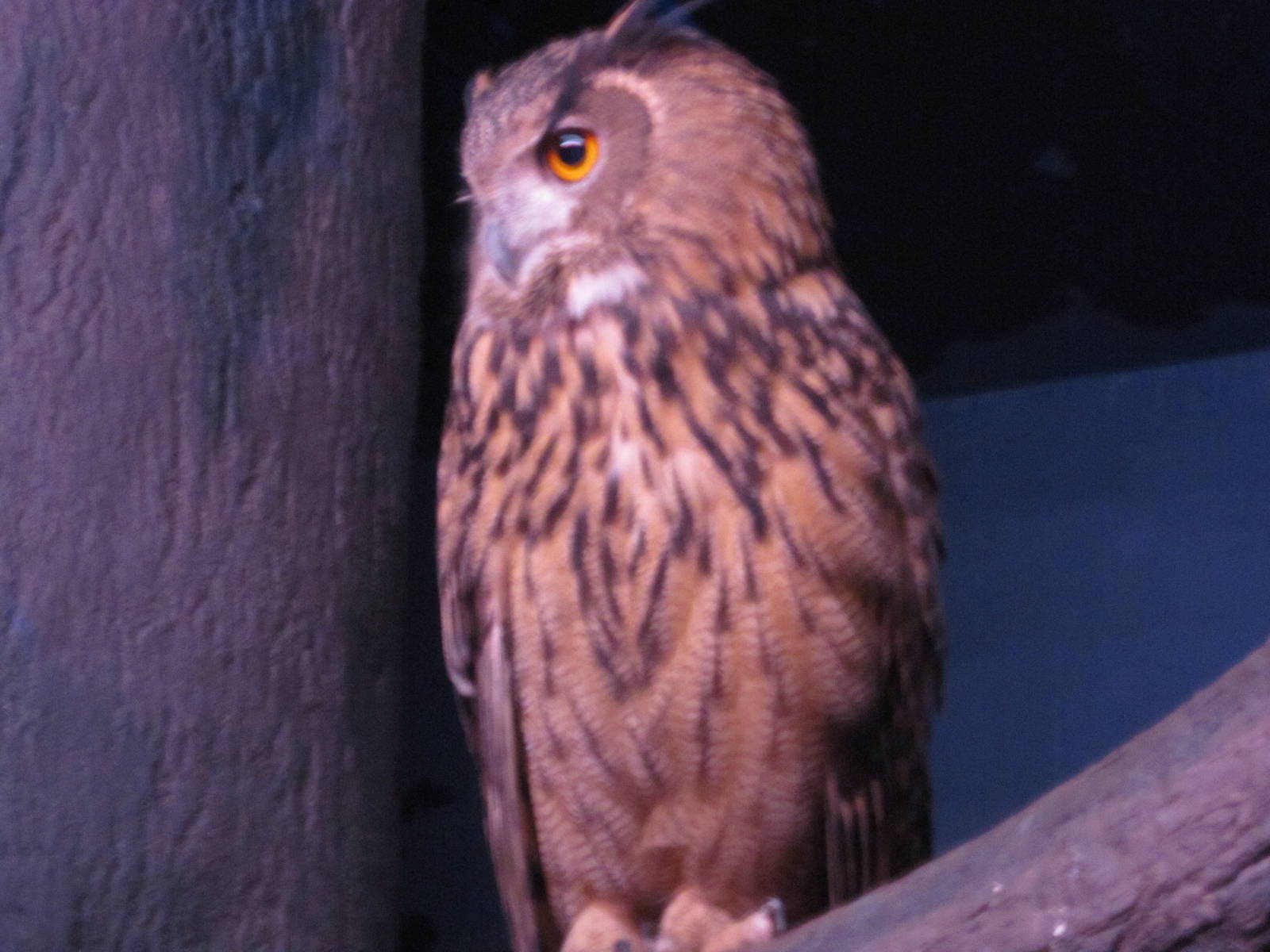 Feb. 2012-Eurasian Eagle Owl in Night Hunters