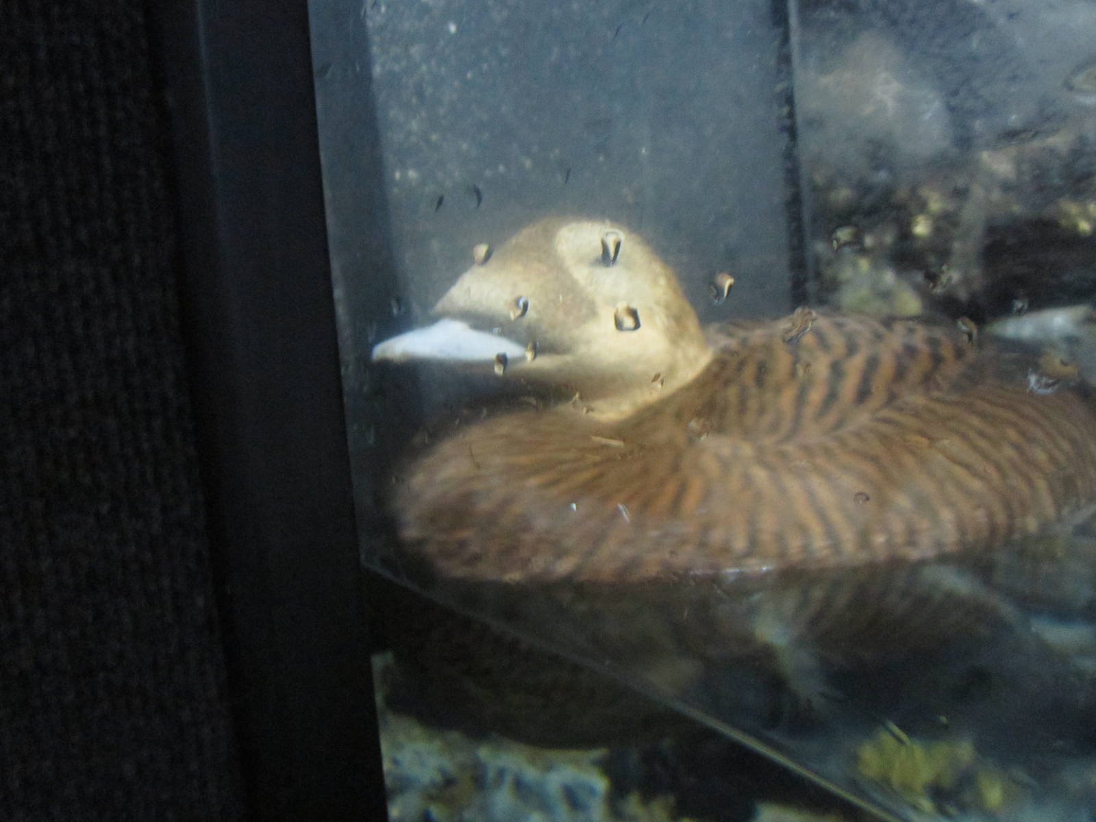 Feb. 2012-Female Spectacled Eider