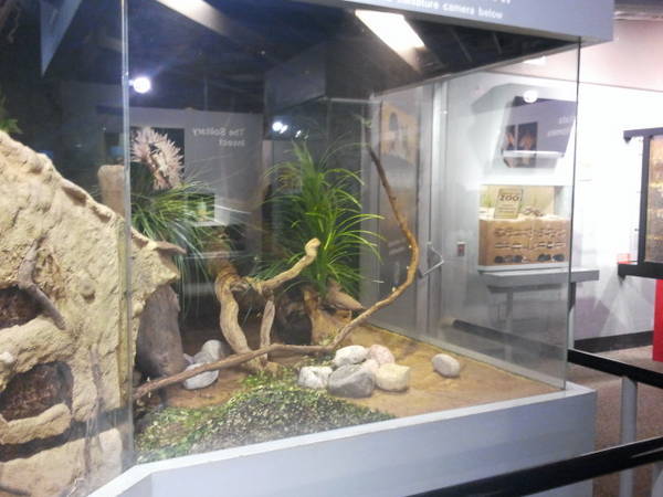 Feb. 2012-First Leaf-cutter Ant exhibit