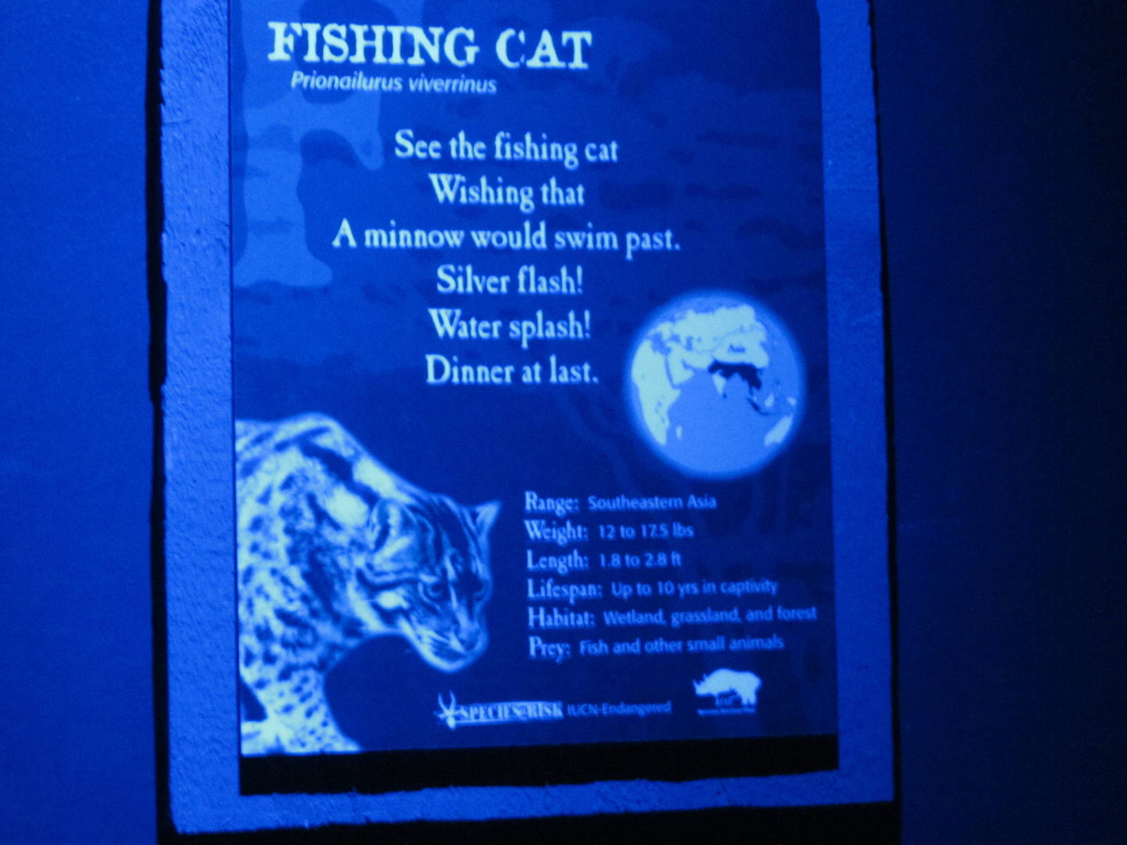 Feb. 2012-Fishing Cat sign at Night Hunters
