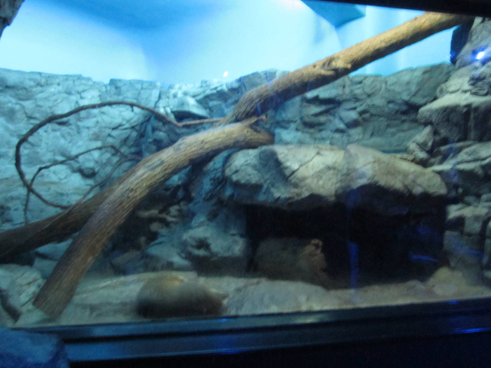 Feb. 2012-Fossa exhibit