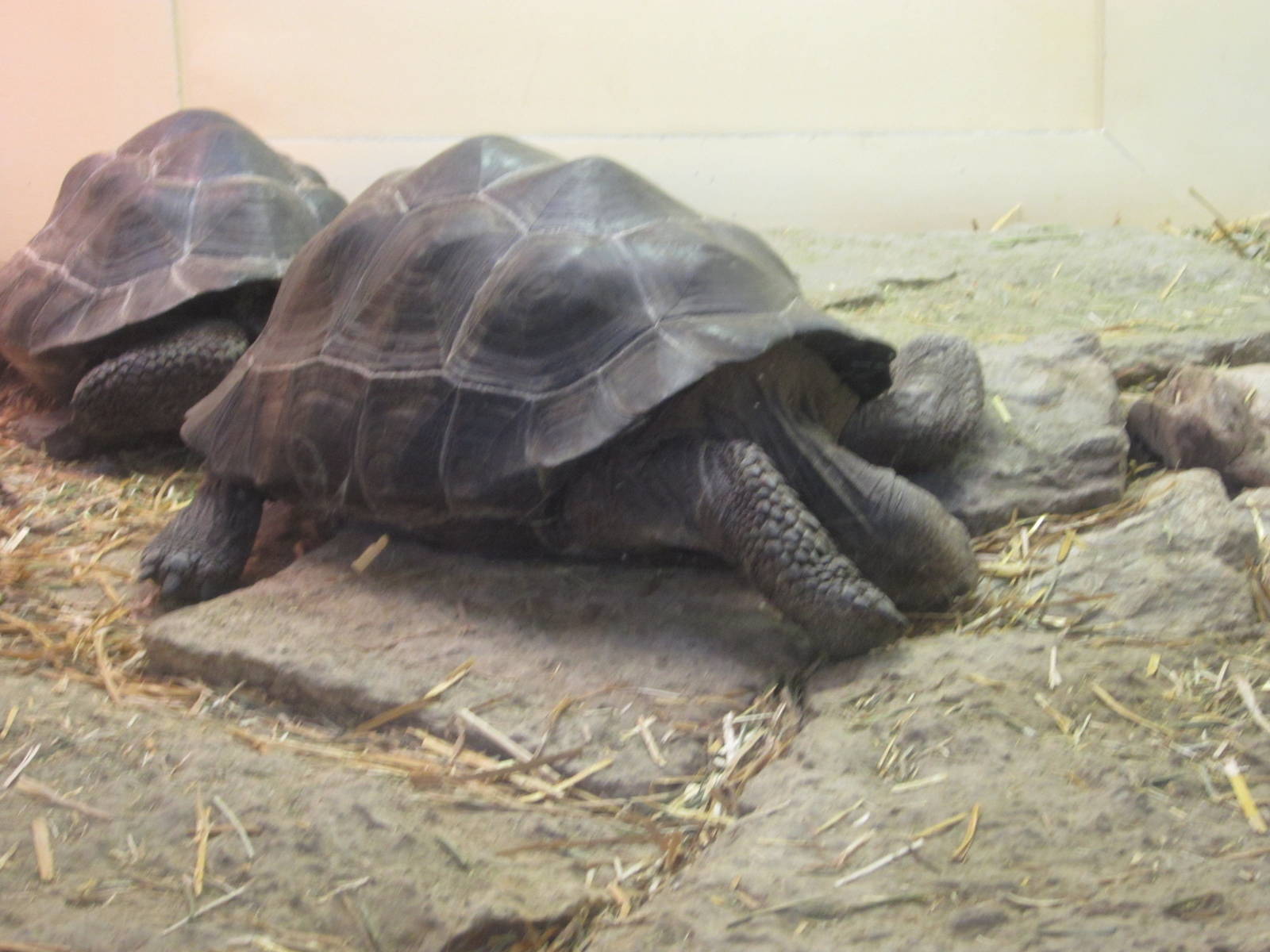 Feb. 2012-Galapagos Tortoises in the Reptile House