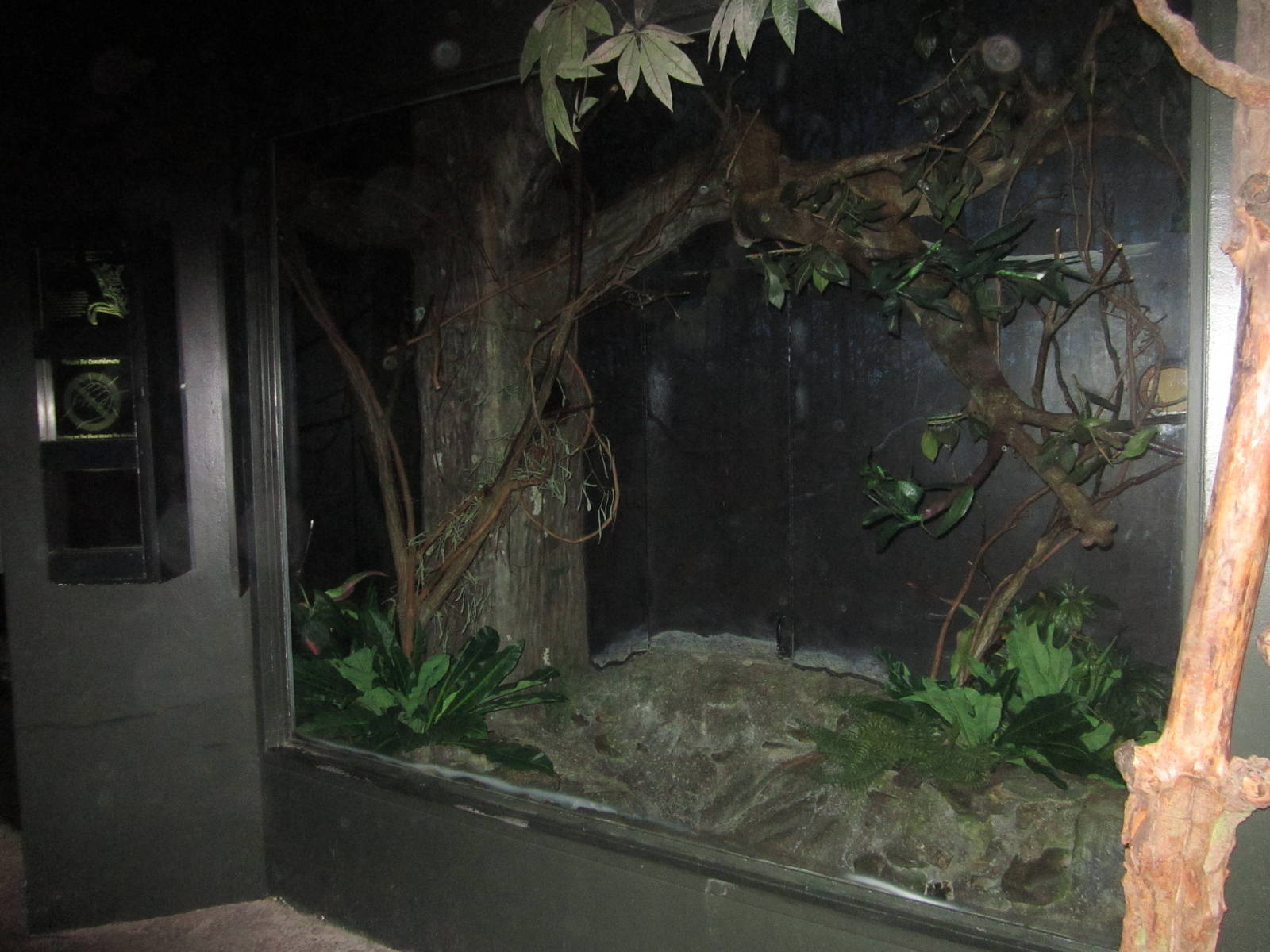 Feb. 2012-Garnett's Galago exhibit