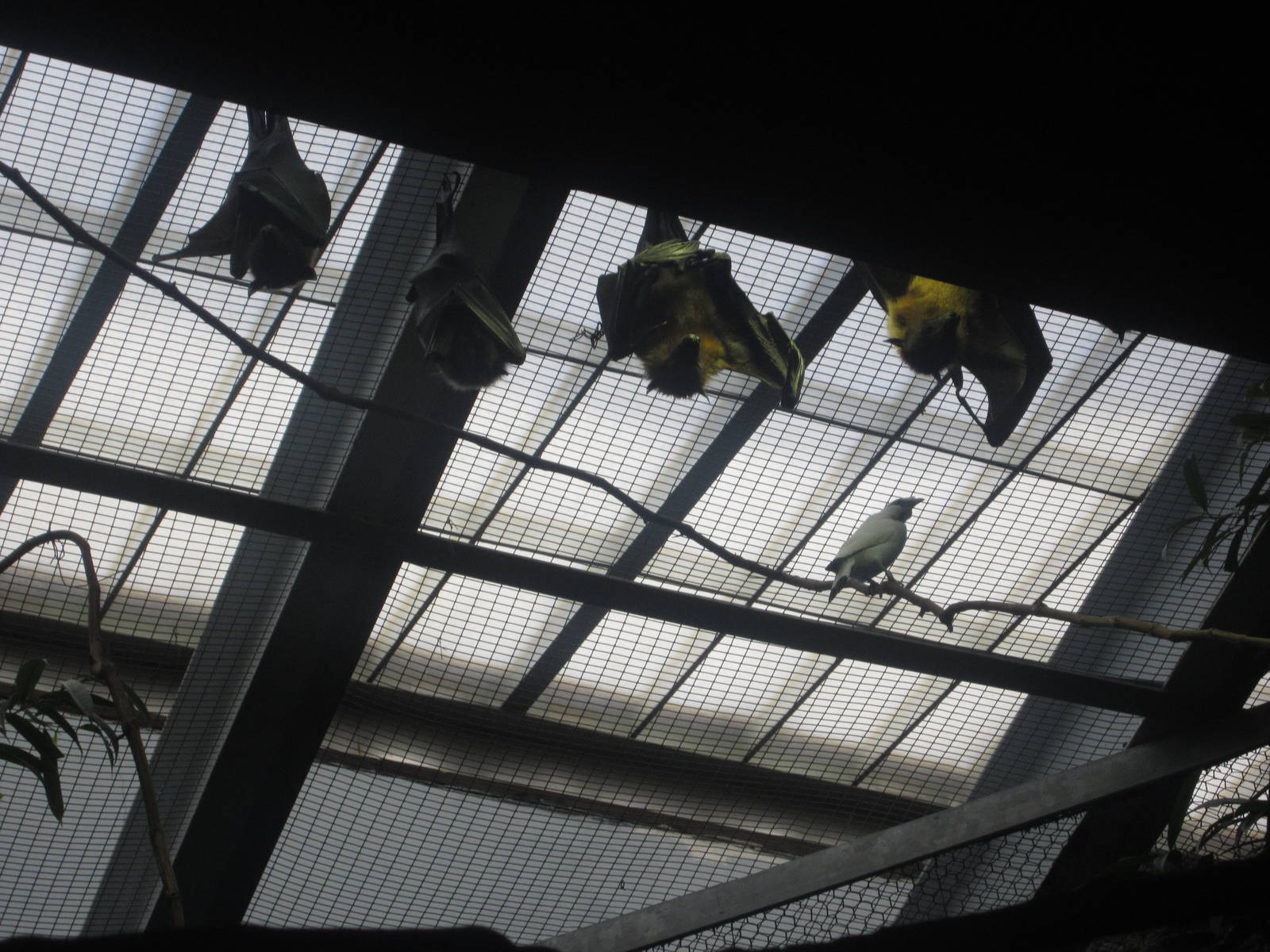 Feb. 2012-Giant Fruit Bats and a Bali Mynah