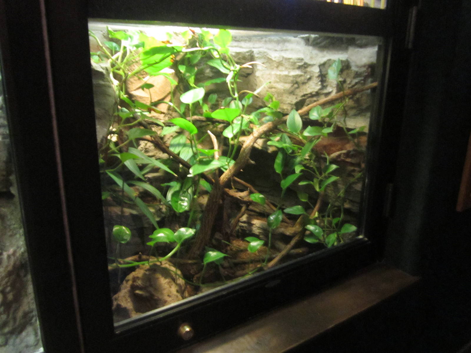 Feb. 2012-Golden Silk Spider exhibit