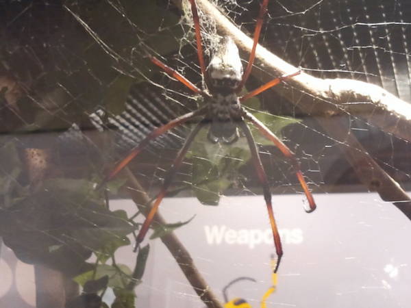 Feb. 2012-Golden Silk Spider