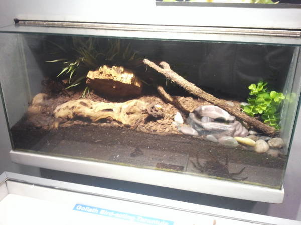 Feb. 2012-Goliath bird-eater Tarantula exhibit