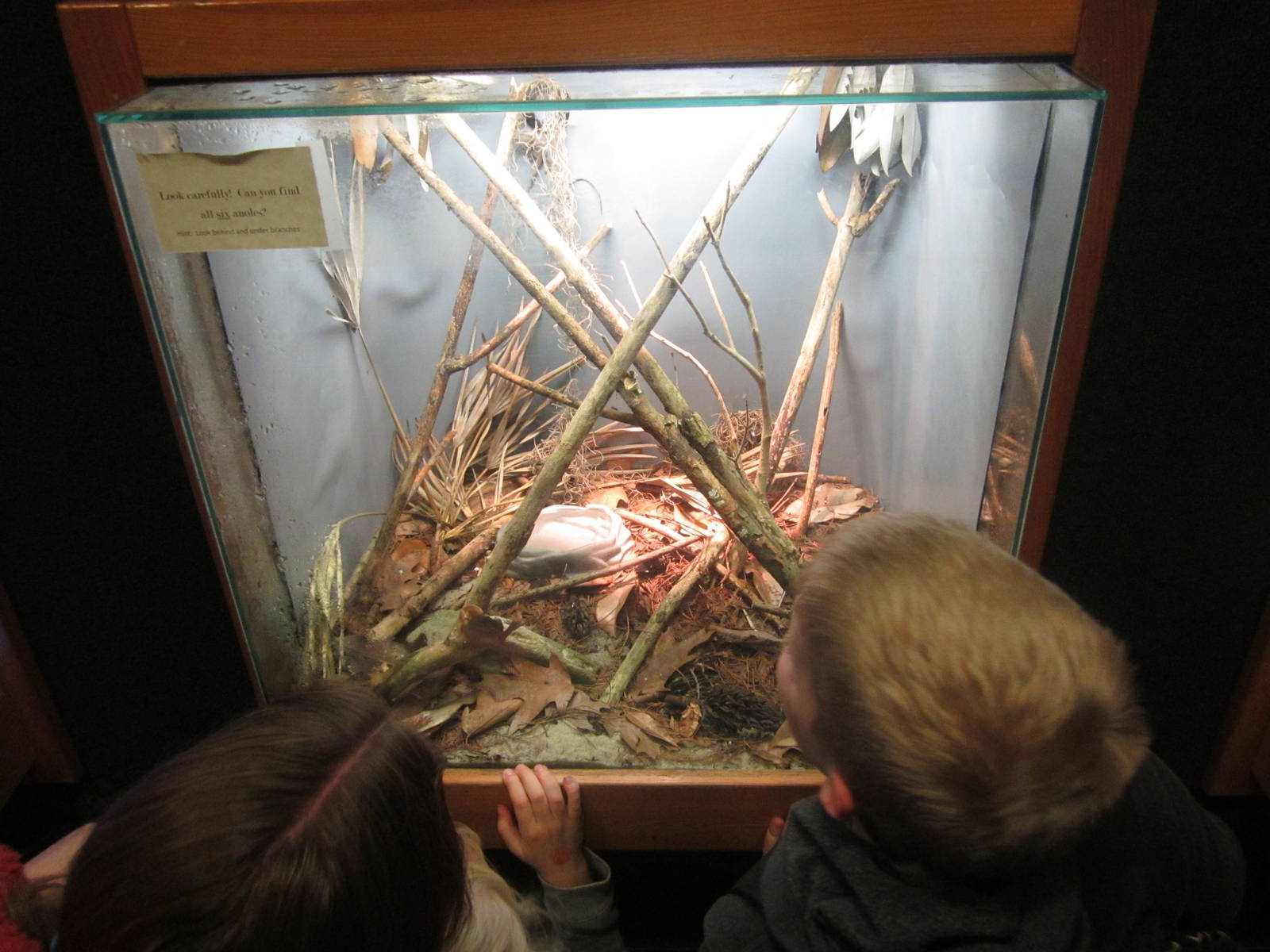 Feb. 2012-Green Anole exhibit