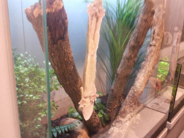 Feb. 2012-Henkel's Leaf-tailed Gecko