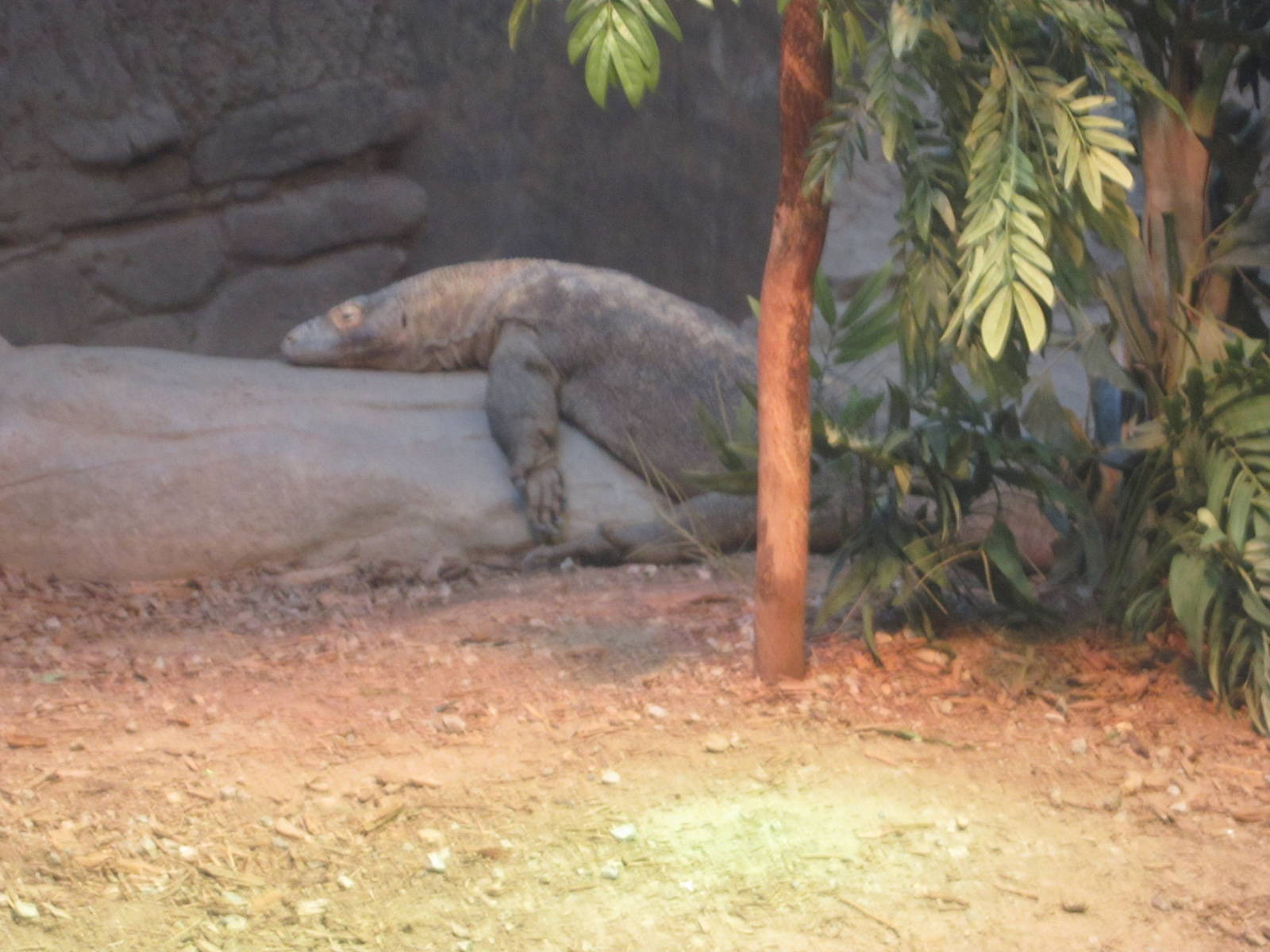 Feb. 2012-Hudo in Dragons!