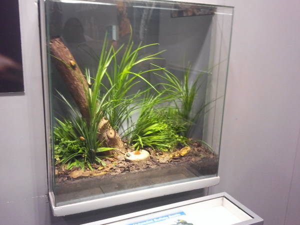 Feb. 2012-Jade-headed Buffalo Beetle exhibit