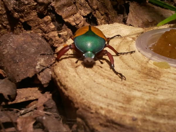 Feb. 2012-Jade-headed Buffalo Beetle
