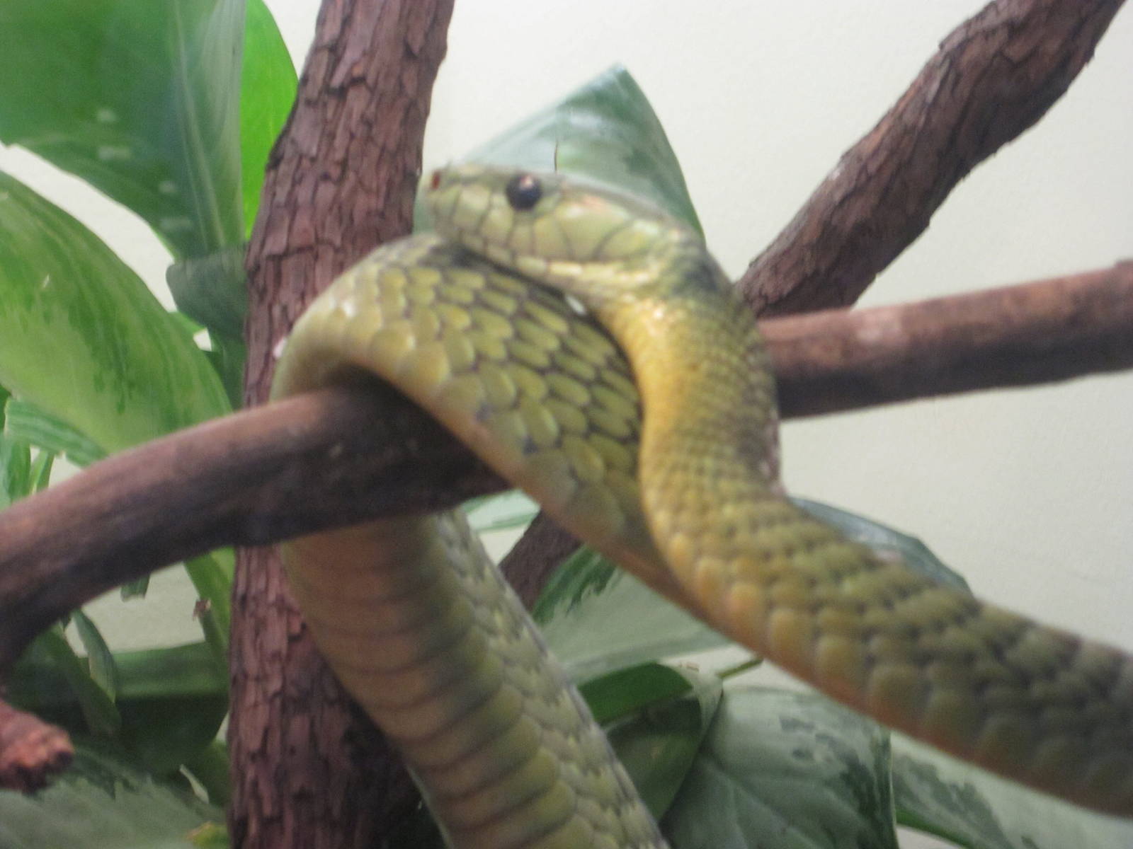 Feb. 2012-Jameson's Mamba in the Reptile House