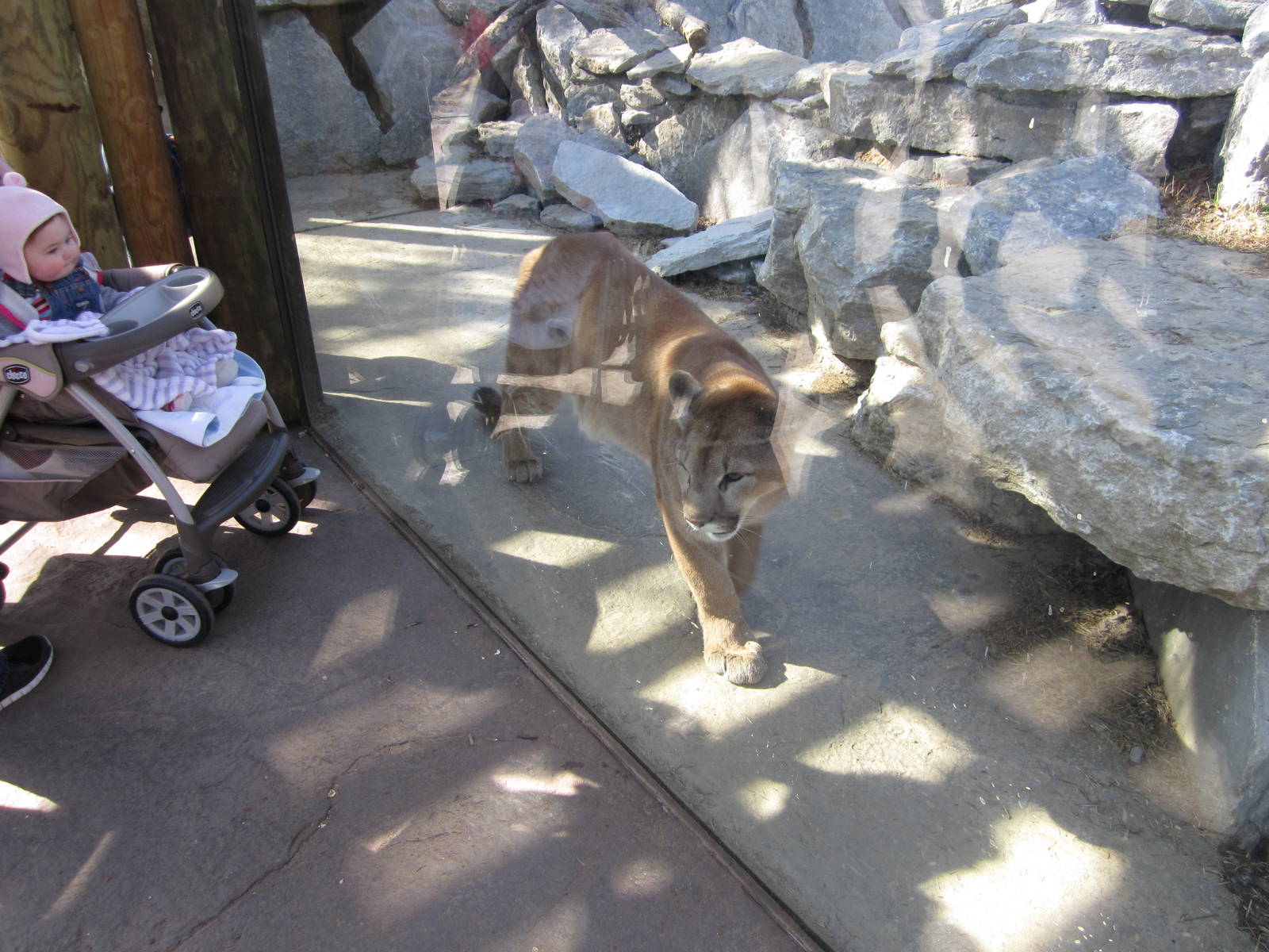 Feb. 2012-Joseph, a Cougar at Night Hunters