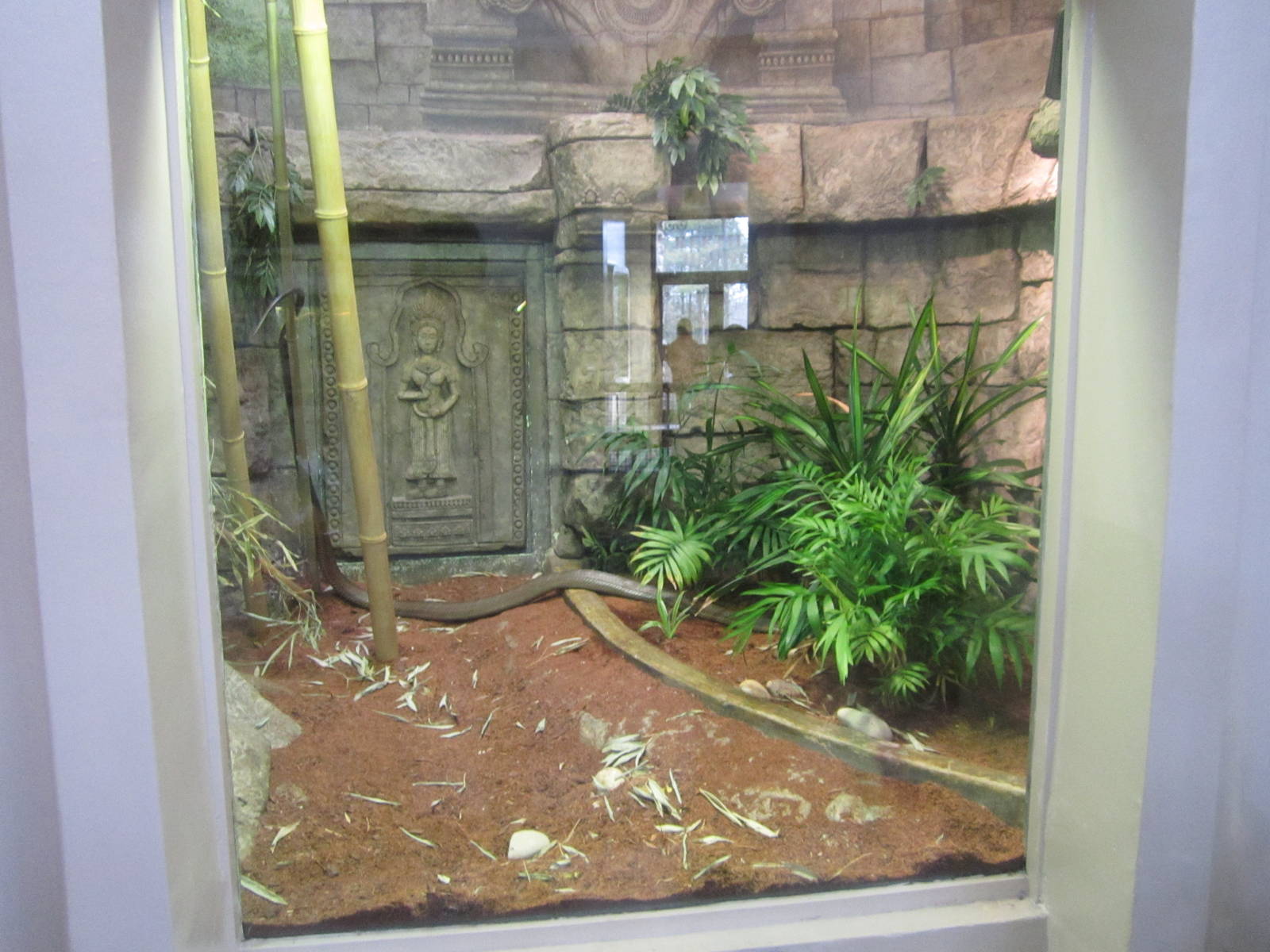Feb. 2012-King Cobra exhibit