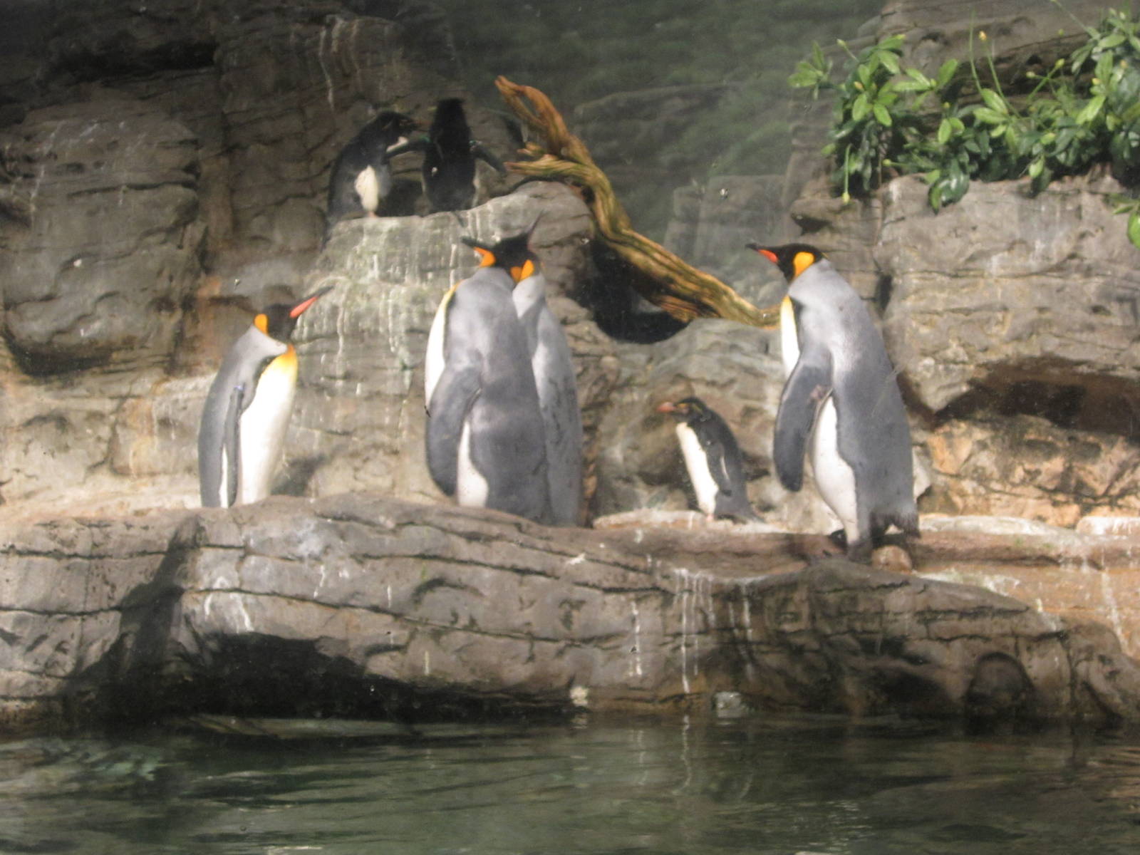 Feb. 2012-King, Magellanic, and Southern rockhopper penguins
