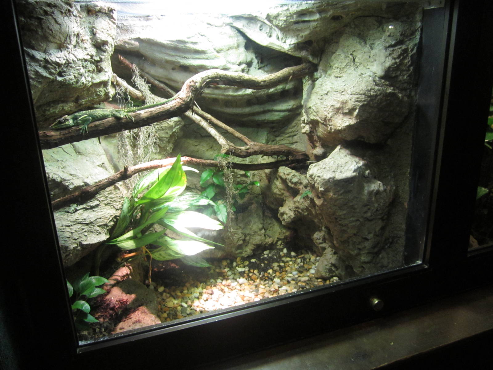 Feb. 2012-Knight Anole exhibit