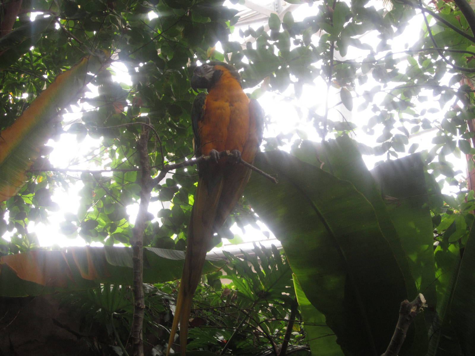 Feb. 2012-Leroy, a Blue-and-gold macaw in Discovery Forest