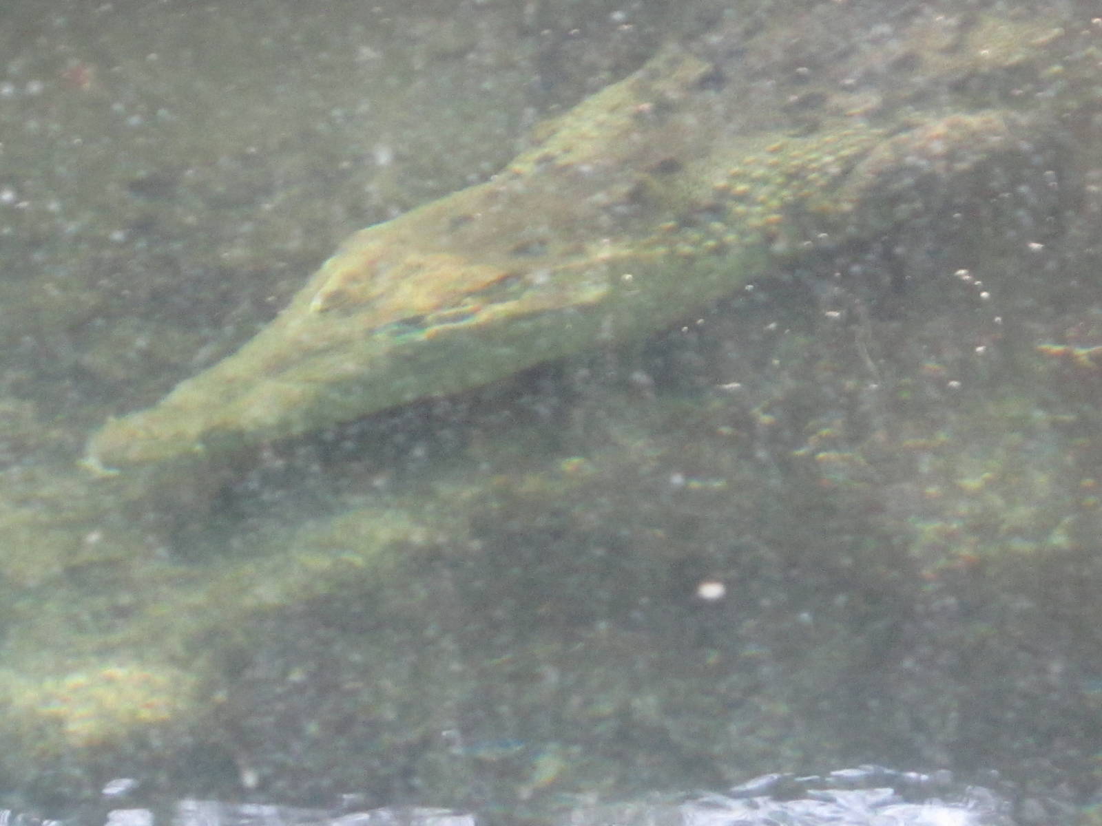 Feb. 2012-Leslie in Manatee Springs