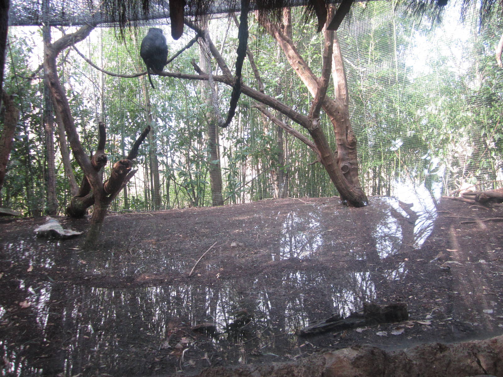 Feb. 2012-Lion-tailed Macaque exhibit
