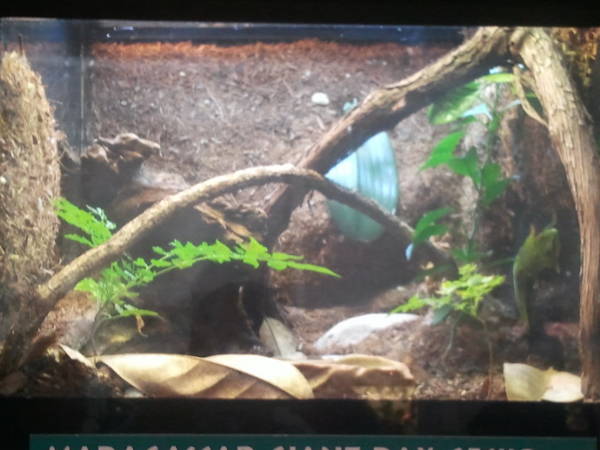 Feb. 2012-Madagascar Giant day gecko exhibit