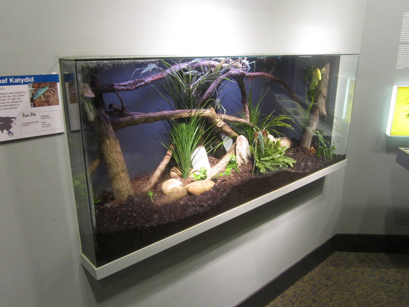 Feb. 2012-Malayan Leaf Katydid exhibit