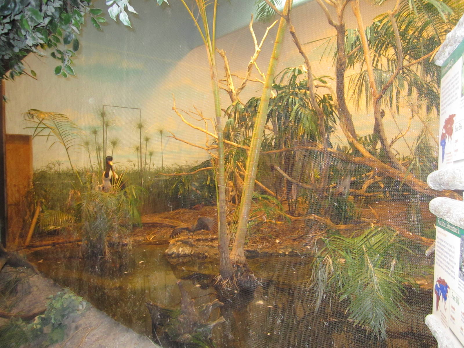 Feb. 2012-Mixed African Bird aviary (5 species)