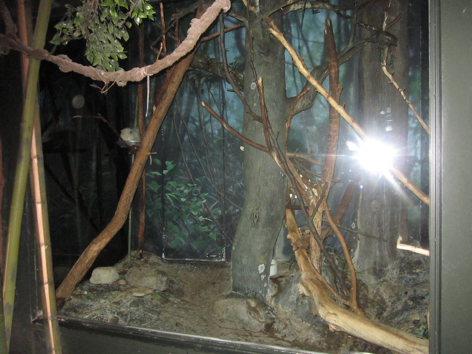 Feb. 2012-Northern Luzon Giant Cloud Rat exhibit