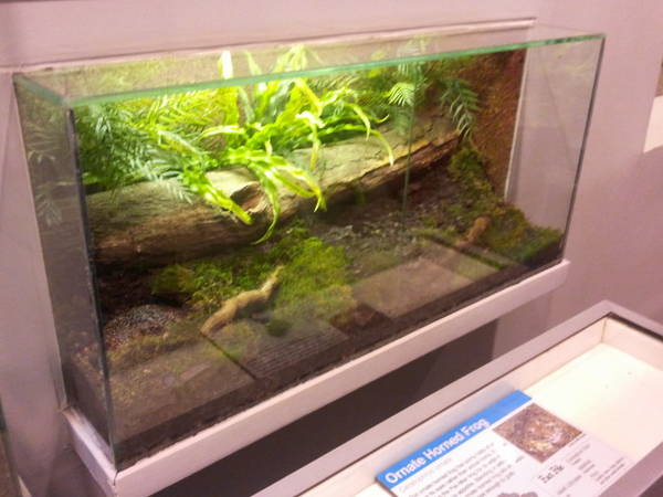 Feb. 2012-Ornate Horned Frog Exhibit