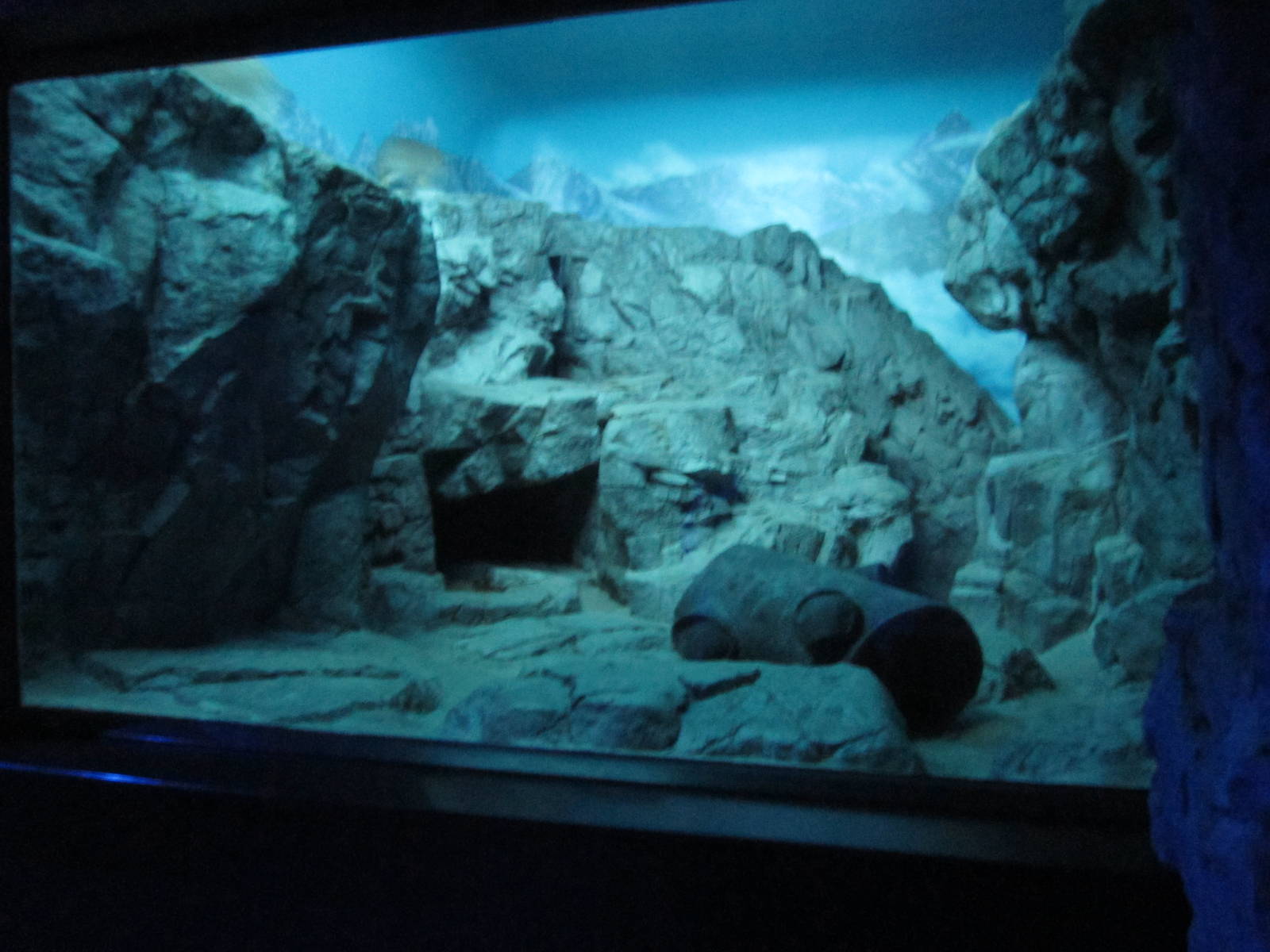 Feb. 2012-Pallas' Cat exhibit