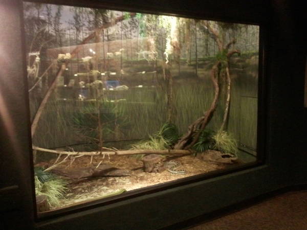 Feb. 2012-Palmetto Scrub (4 species) in Manatee Springs