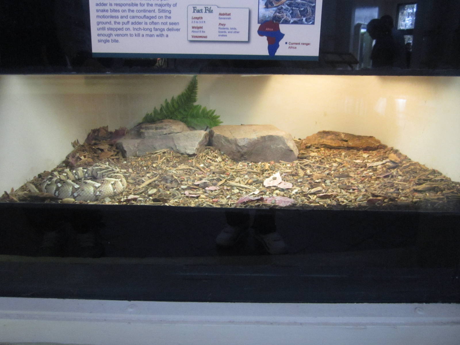 Feb. 2012-Puff Adder exhibit