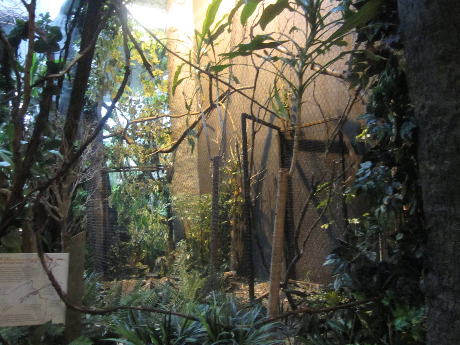 Feb. 2012-Raggiana bird-of-paradise aviary