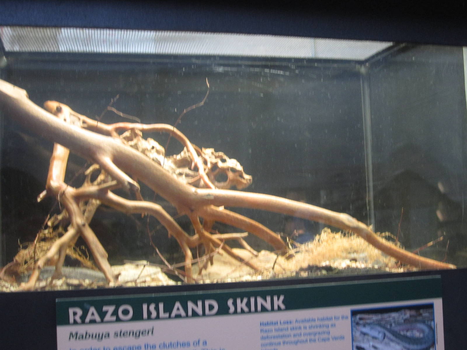 Feb. 2012-Razo Island skink exhibit