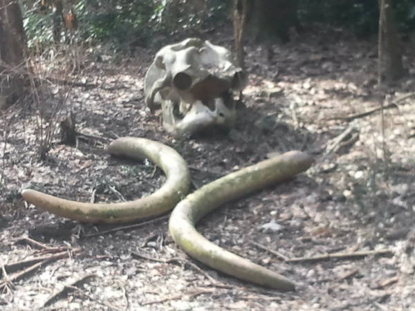 Feb. 2012-Real Elephant Skull in Stork/Pelican exhibit in Jungle Trails