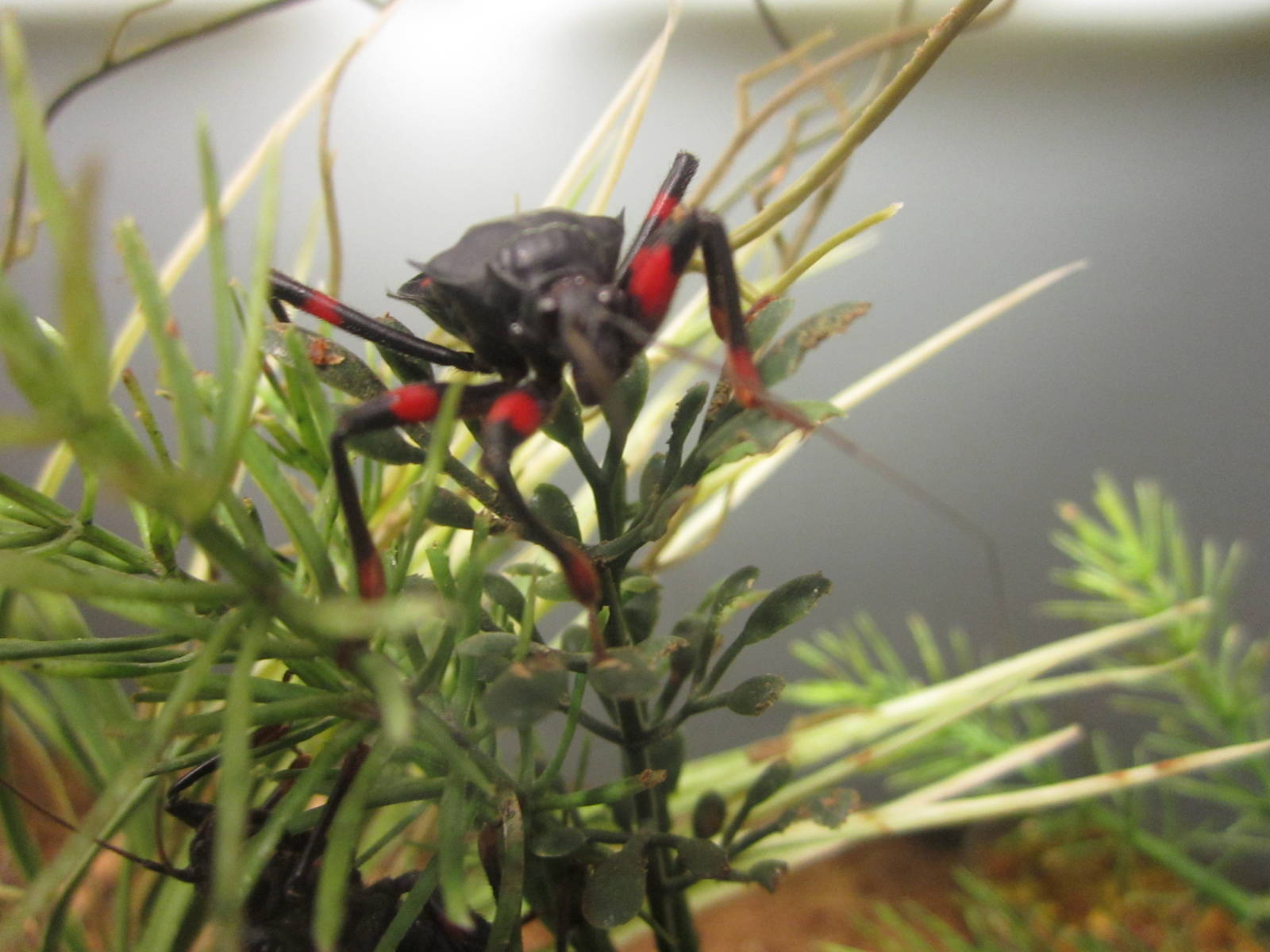 Feb. 2012-Red-eye Assassin Bug in World of the Insect