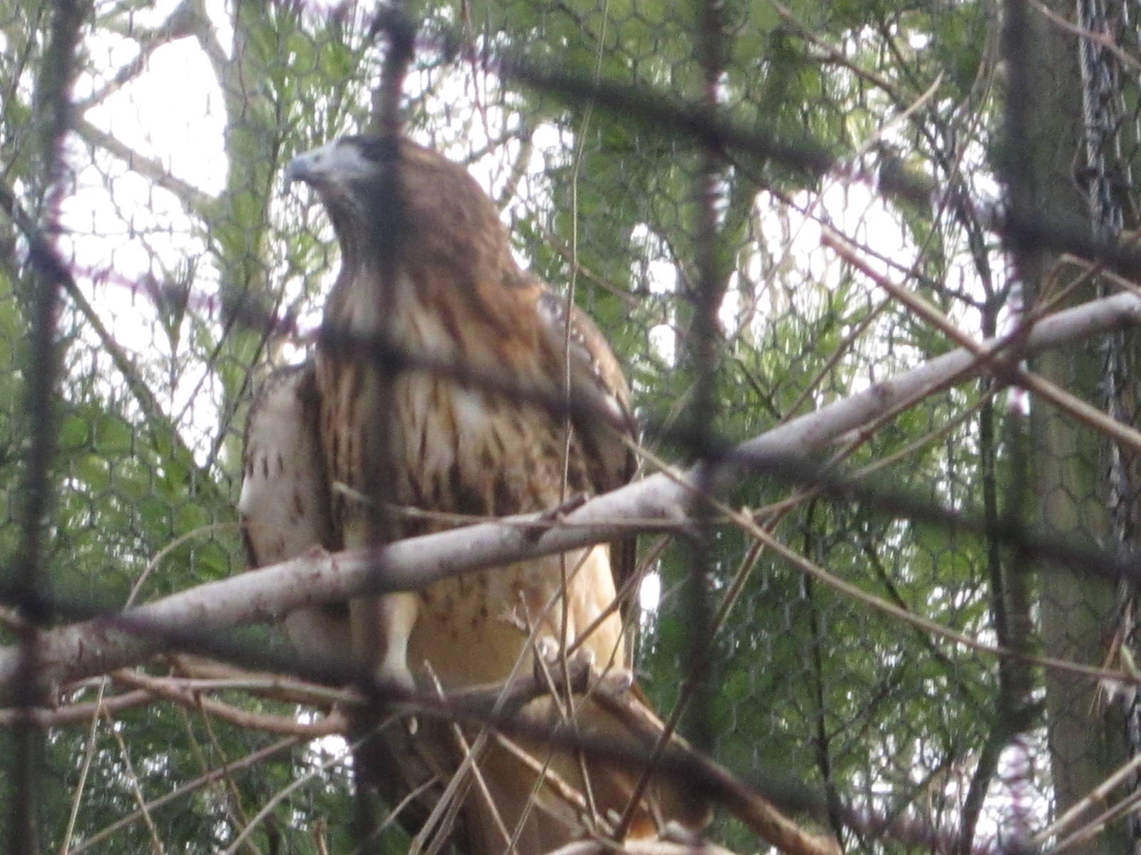 Feb. 2012-Red-tailed Hawk
