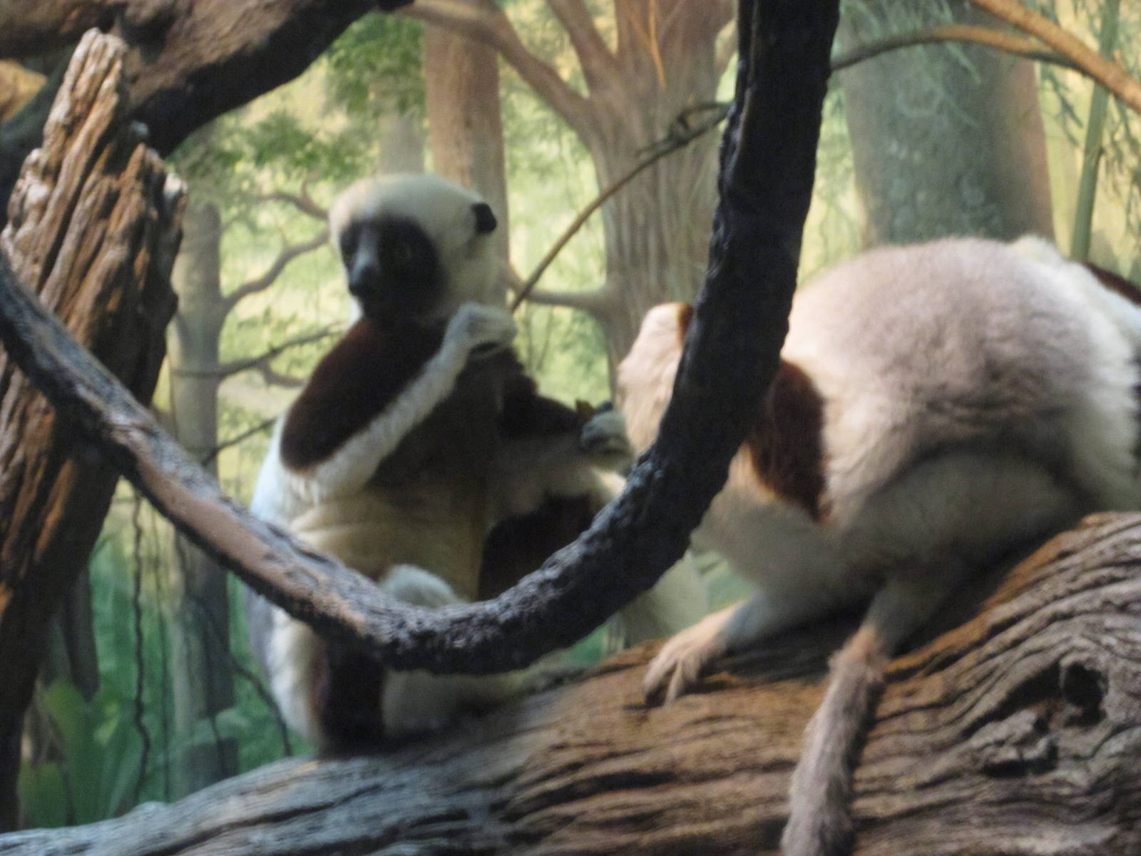 Feb. 2012-Rinaldo and Wilhelmina in Jungle Trails