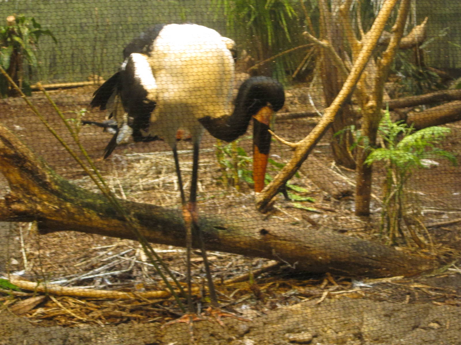Feb. 2012-Saddle-billed Stork