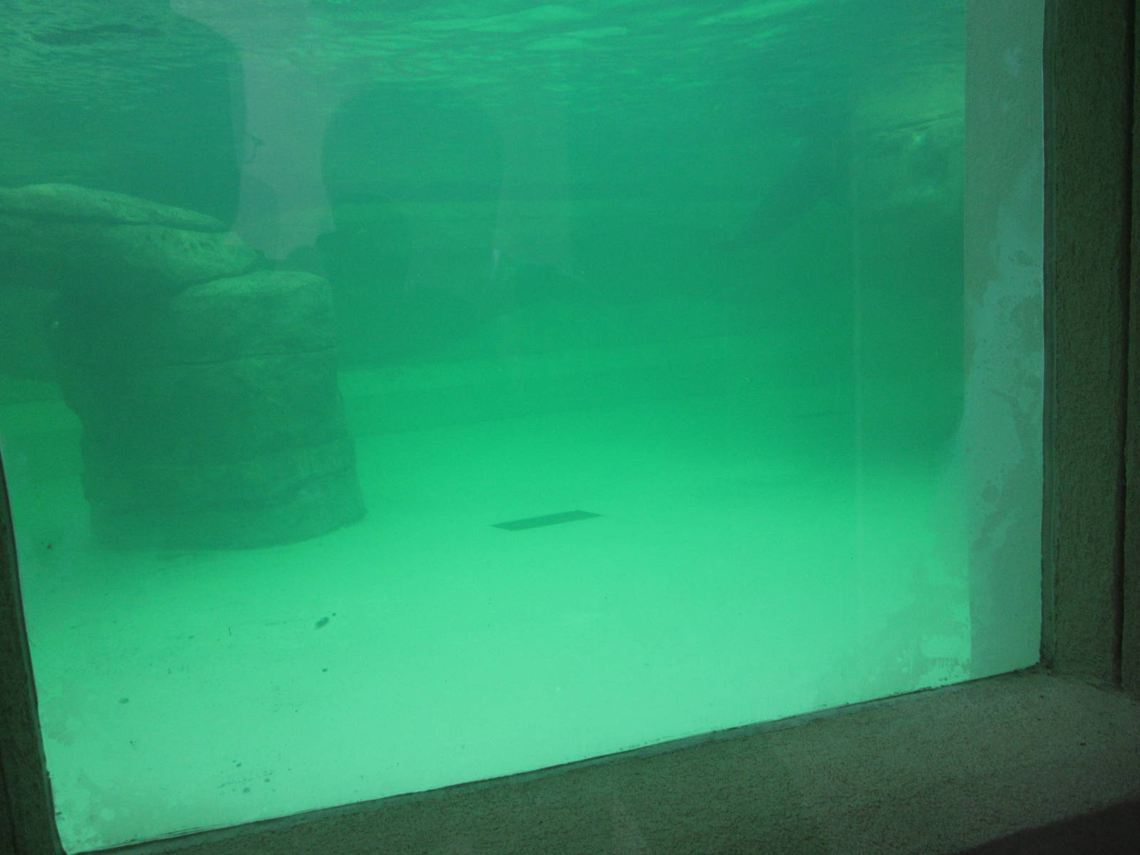 Feb. 2012-Sea Lion Underwater Viewing