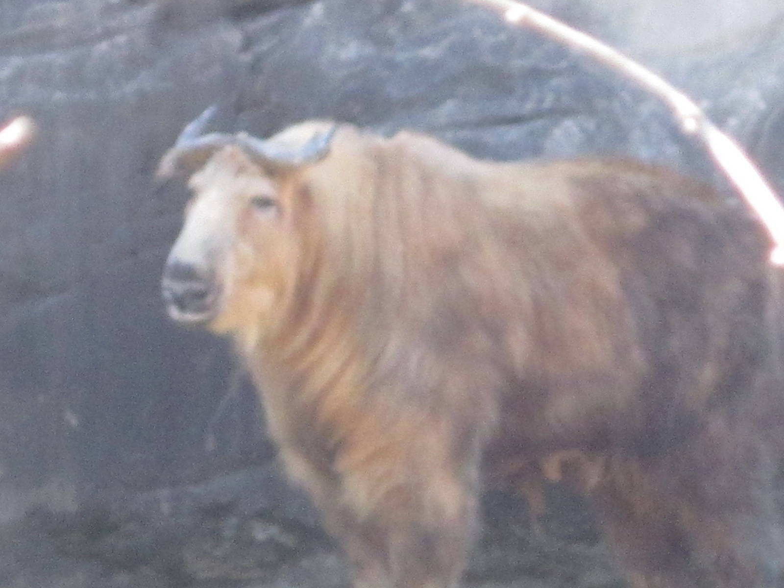 Feb. 2012-Sichuan Takin at Wildlife Cayon