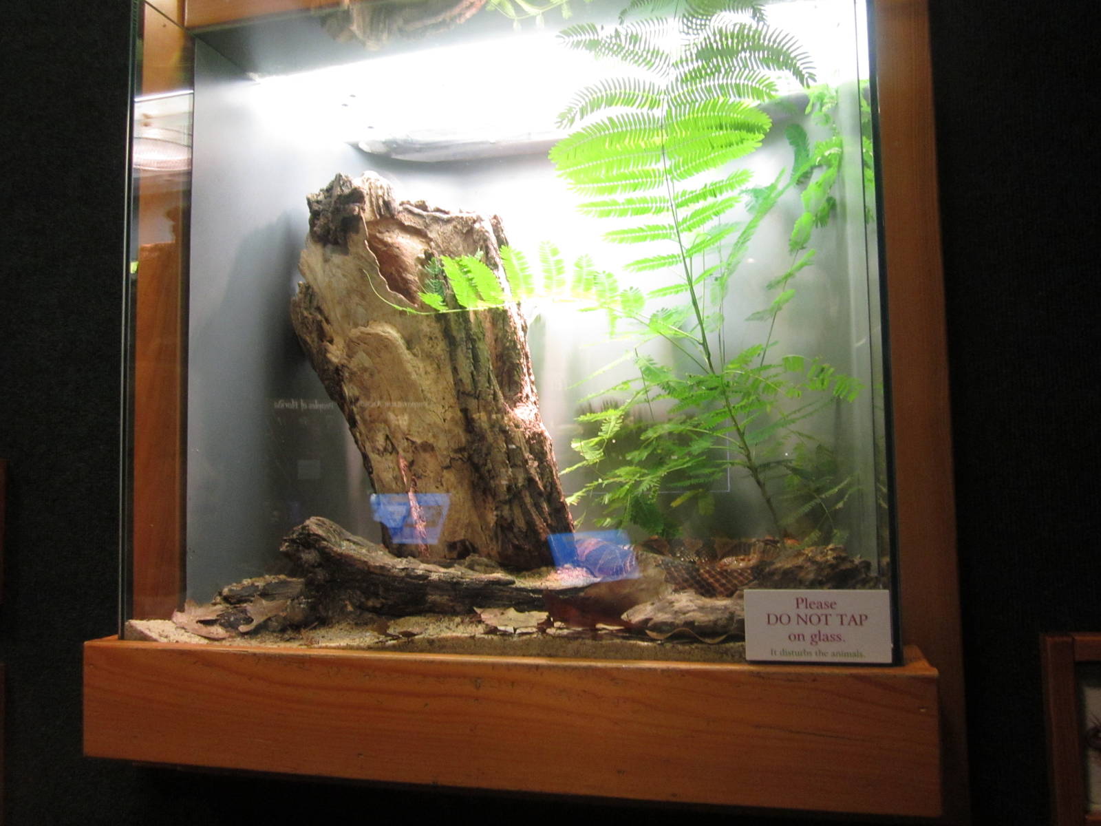 Feb. 2012-Southern Copperhead exhibit