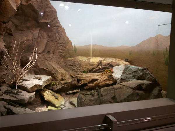 Feb. 2012-Spiny Blue Lizard exhibit
