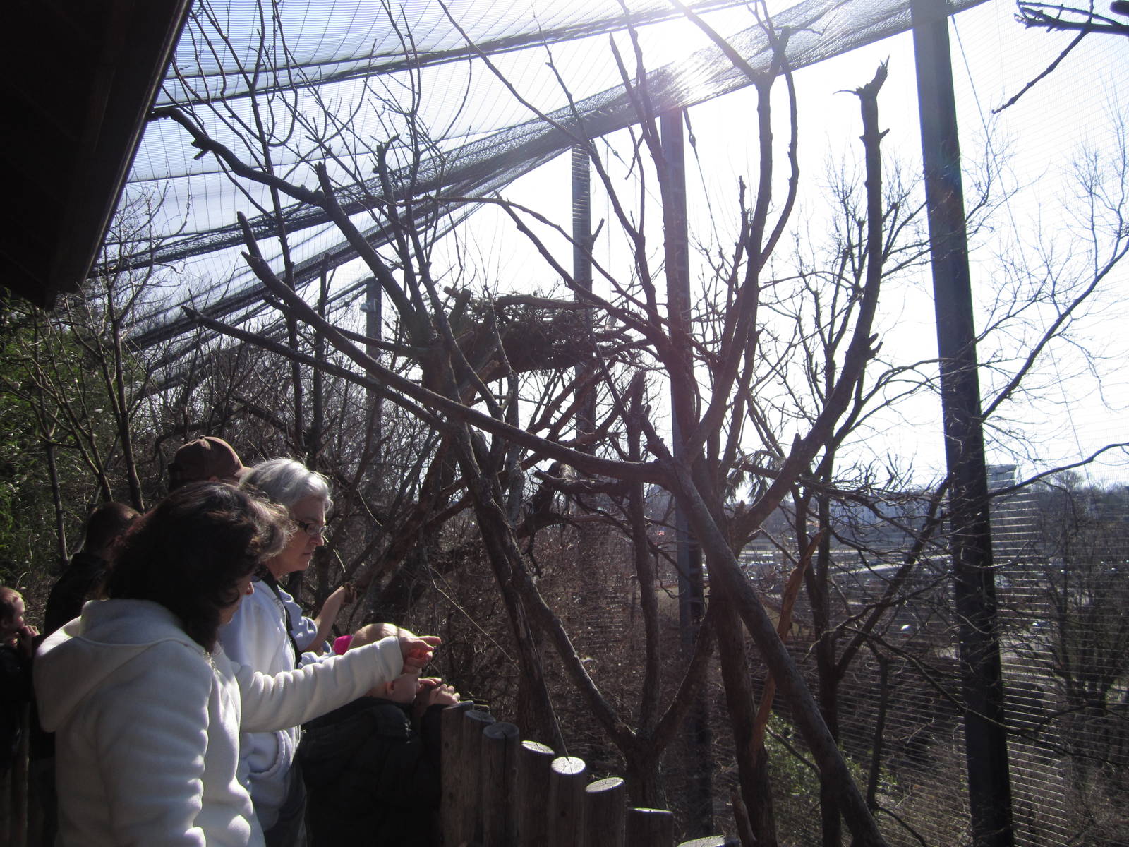 Feb. 2012-Steller's Sea Eagle Nest