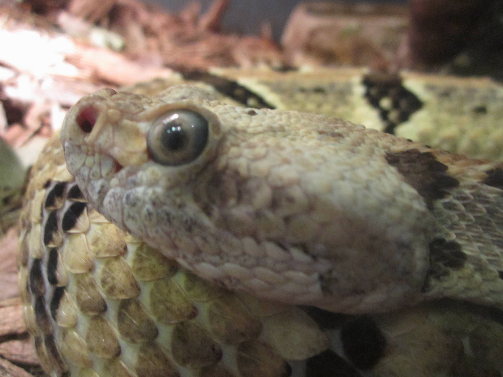 Feb. 2012-Timber Rattlesnake